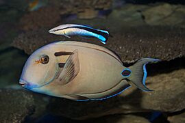 Acanthurus tennentii Labroides dimidiatus