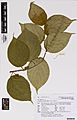 Actinidia polygama (Sieb. and Zucc.) Maxim. (AM AK355328-1)