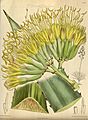 Agave fourcroydes 144-8746