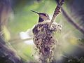 Allens hummingbird on nest (26198483795)