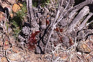 "Allocasuarina grevilleoides" female plant