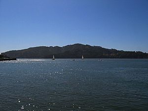 Angelisland tiburon