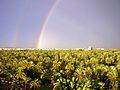 Arcoiris en el Palmeral de Elche.jpg