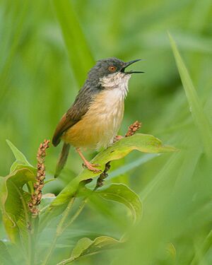 Ashy Prinia singing.jpg