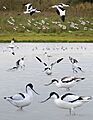 Avocet from the Crossley ID Guide Britain and Ireland