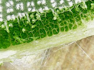 Banksia ashbyii leaf 02