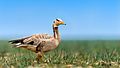 Bar-headed goose Prasanna Mamidala