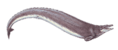 Basilosaurus cropped.png