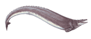 Basilosaurus cropped