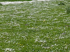 Bellis perennis(01)