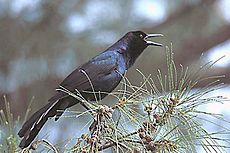 Boat-tailed Grackleon sanibel Island, Florida