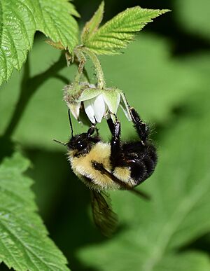 Bombus bimaculatus 79944979.jpg