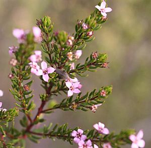 Boronia warrumbunglensis.jpg