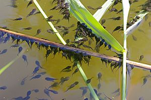 BufoBufoTadpoles