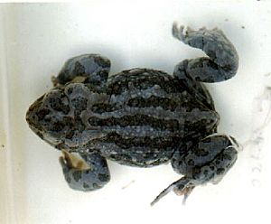 Bufo latastii.jpg