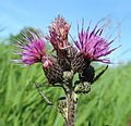 CIrsium palustre kz1