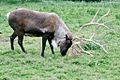 Caribou using antlers