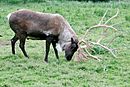 Caribou using antlers.jpg