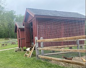 Cat and goats and chickens