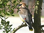 Cedar Waxwing-27527-1