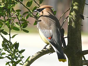 Cedar Waxwing-27527-1