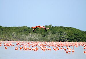 Celestun Flamingo 2