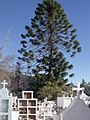 Cementerio Municipal de Salamanca 2