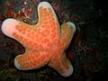 Choriaster granulatus 03