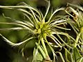 Clematis dioica in Guanacaste, Costa Rica