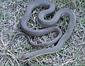 Coluber constrictor flaviventris2