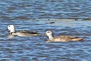 Cotton Pygmy-goose.jpg