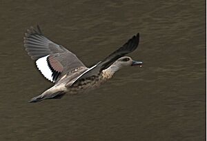 Crested Duck