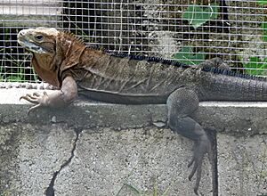 Cyclura collei male