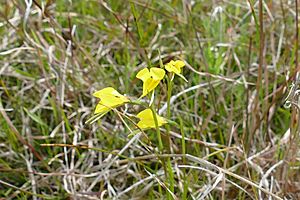 Diuris gregaria.jpg