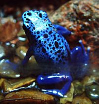 Drzewolaz lazurowy Dendrobates azureus RB2.jpg