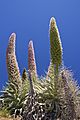 Echium wildpretii LC0408