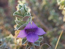 Eremophila mackinlayi spathulata (flower detail)