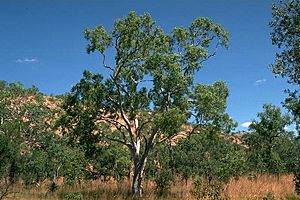 Eucalyptus houseana.jpg