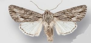 Fishia yosemitae male.jpg