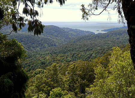 Forest Stewart Island