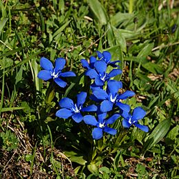 Frühlings Enzian Gentiana verna 07