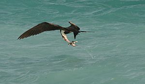 Frigatebird snatch