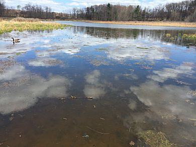 Frost museum pond with goose