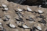 Gannets at Muriwai; adults and one young bird