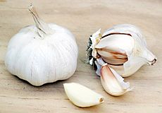 Garlic