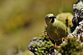 Gough Bunting Male