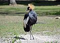 Grue couronnée (Zoo Amiens)