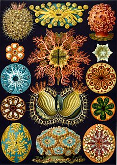 Haeckel Ascidiae