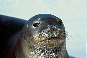 Hawaiian monk seal (1)