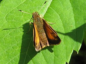 Hobomok Skipper